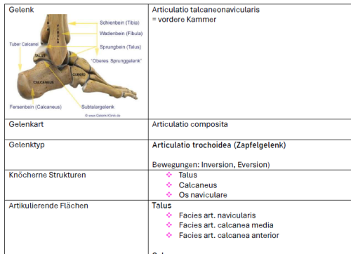 Mehr Informationen zu "Gelenktabelle zum Fußgelenk/Vortrag"